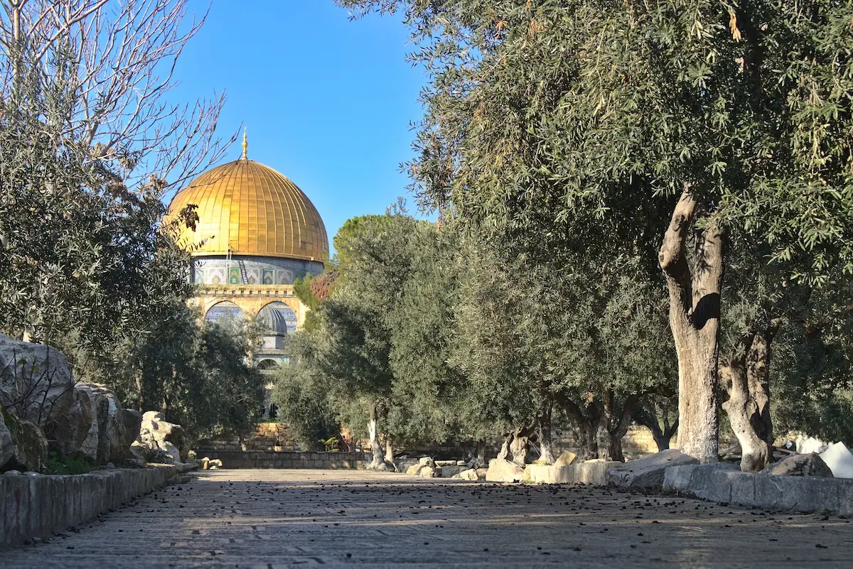 Photographed from a low angle. a path is leading to the dome of the rock, which is mightily towering over the scenery with its golden dome. Hoary olive trees line the stone path.